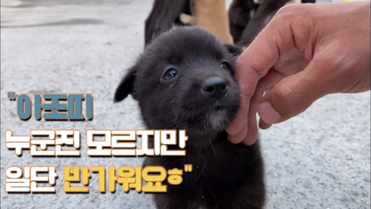 엄마 젖먹다말고 교대로 인사하러 오는 시골 똥강아지들ㅎㅎ