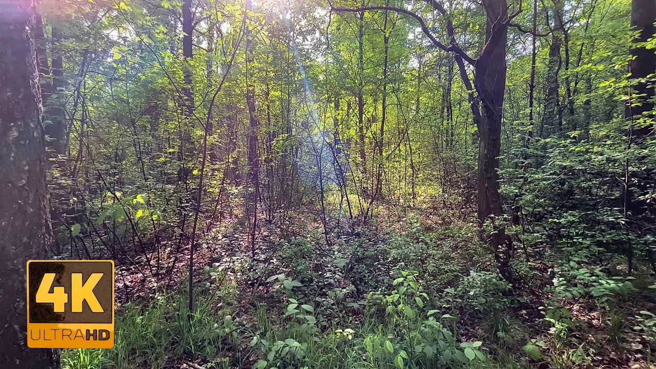 15 minutes in the heart of the forest | Relaxing birdsong and dense greenery