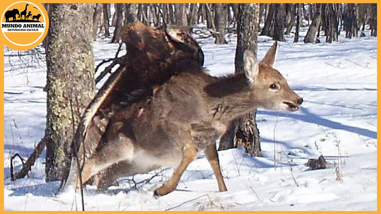 Los ataques de &aacute;guila m&aacute;s mortales captados en c&aacute;mara | Mundo Animal