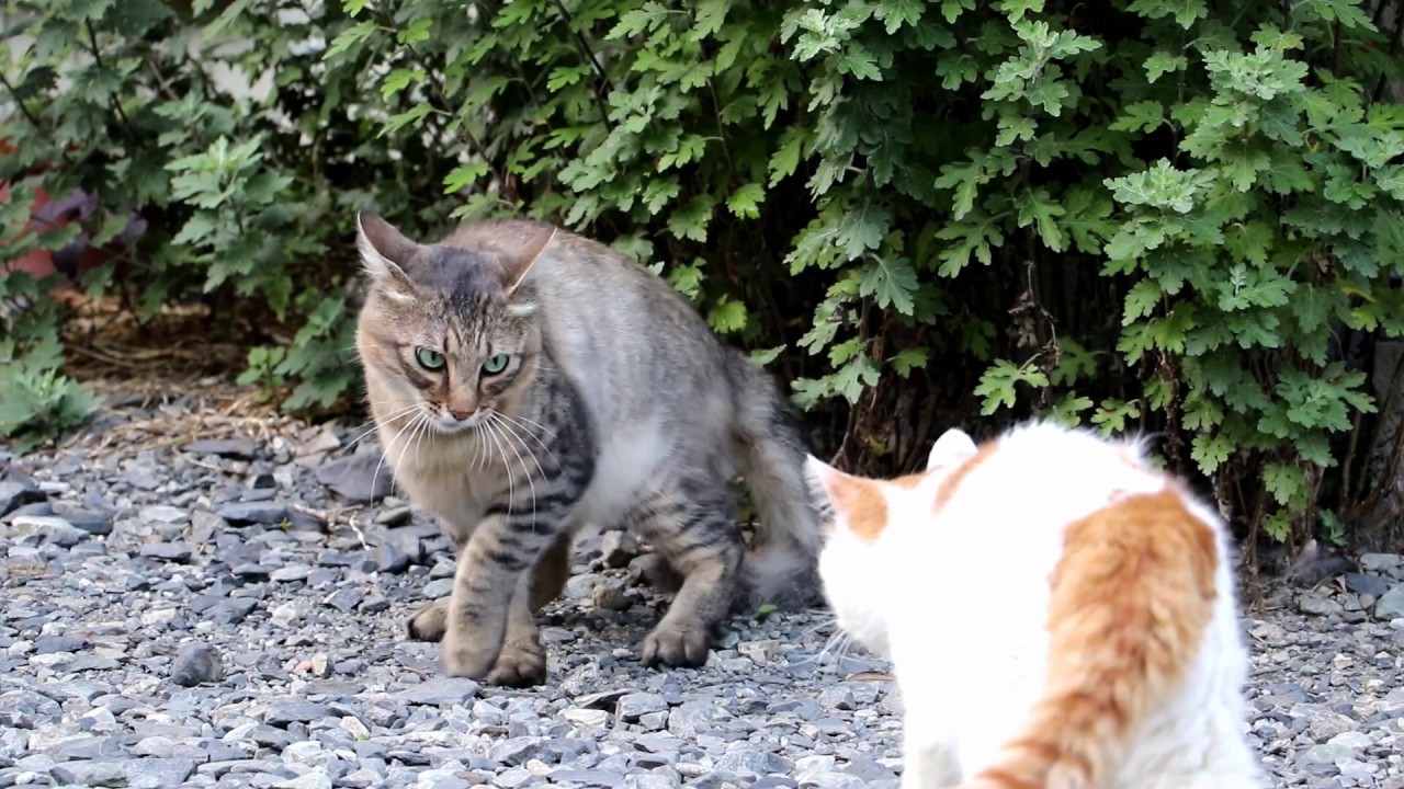 のらねことしろ 190817