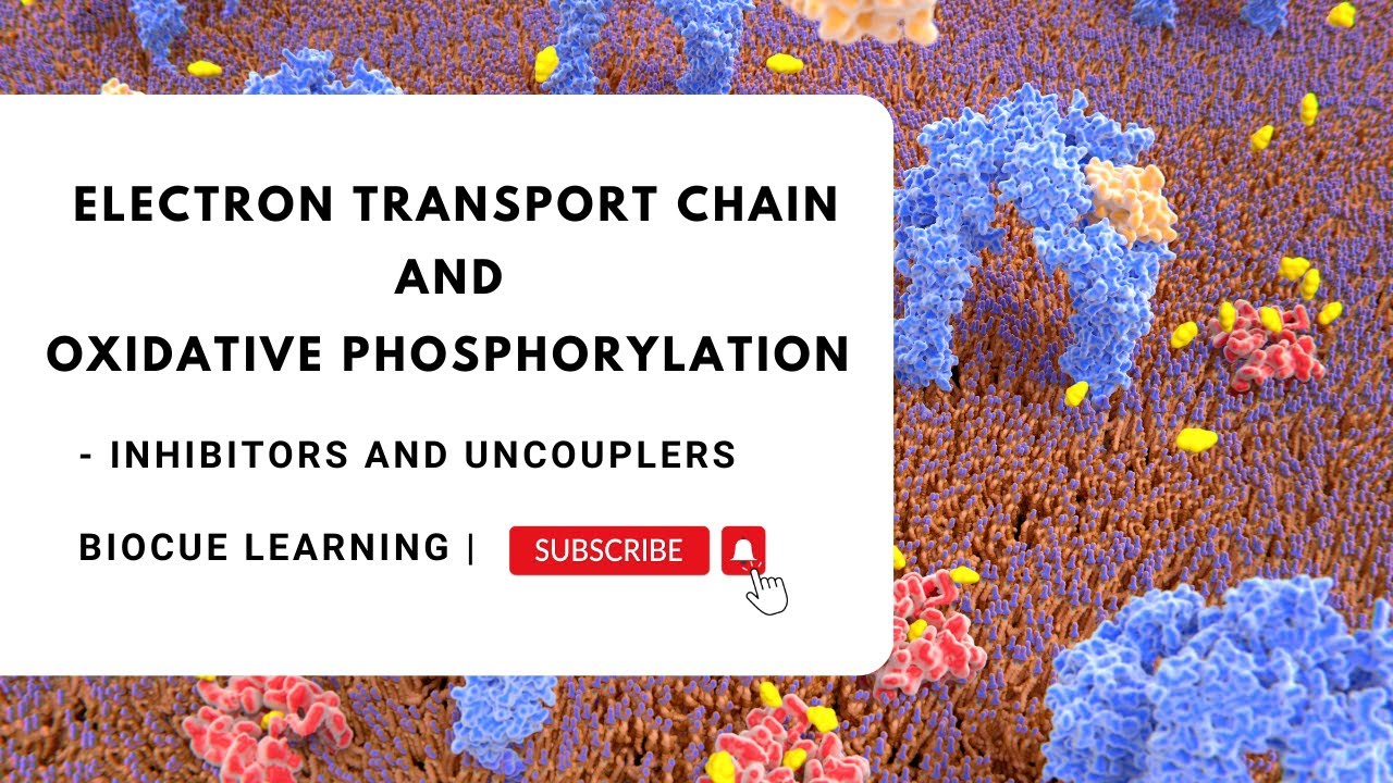 Inhibitors and Uncouplers of ETC and Oxidative Phosphorylation