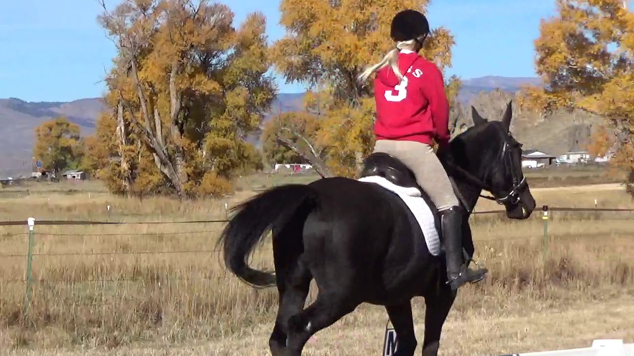 Leonidas Dressage