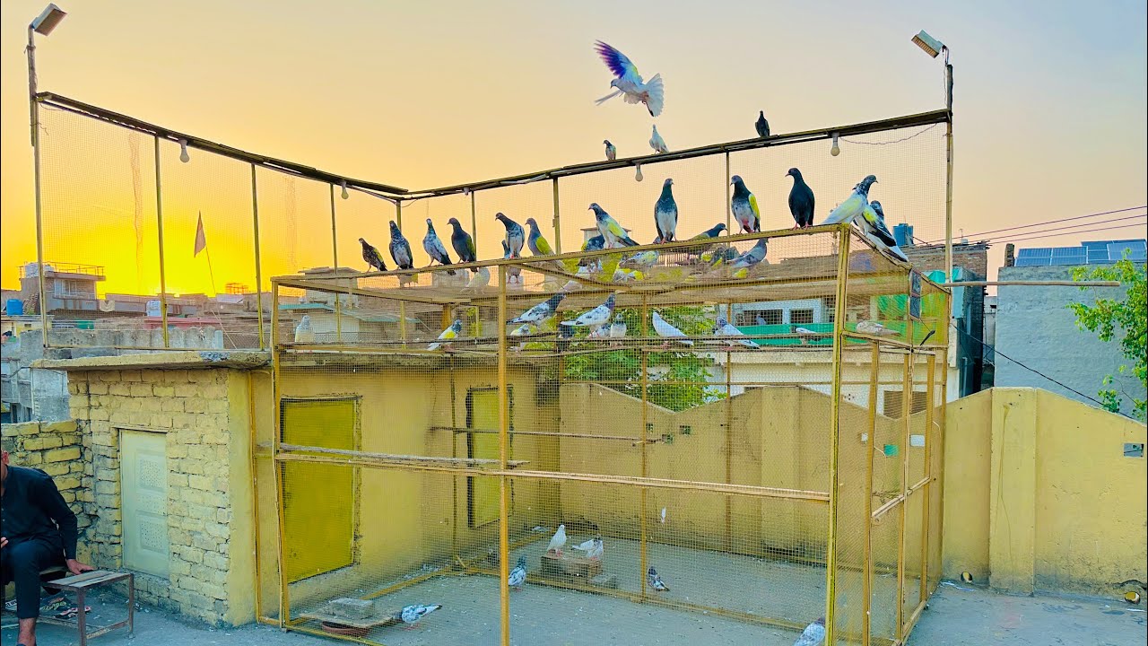 Kabootar ko hilany ka best tarika 😱 | Dar pigeons club |