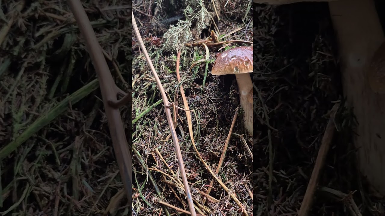 cztery piękne Borowiki #shorts