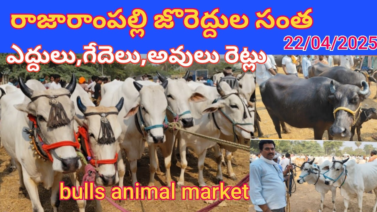 రాజారాంపల్లి ఎద్దుల అంగడి//bulls market in rajarampalli// గేదెలు,అవుల రెట్లు//jcboy