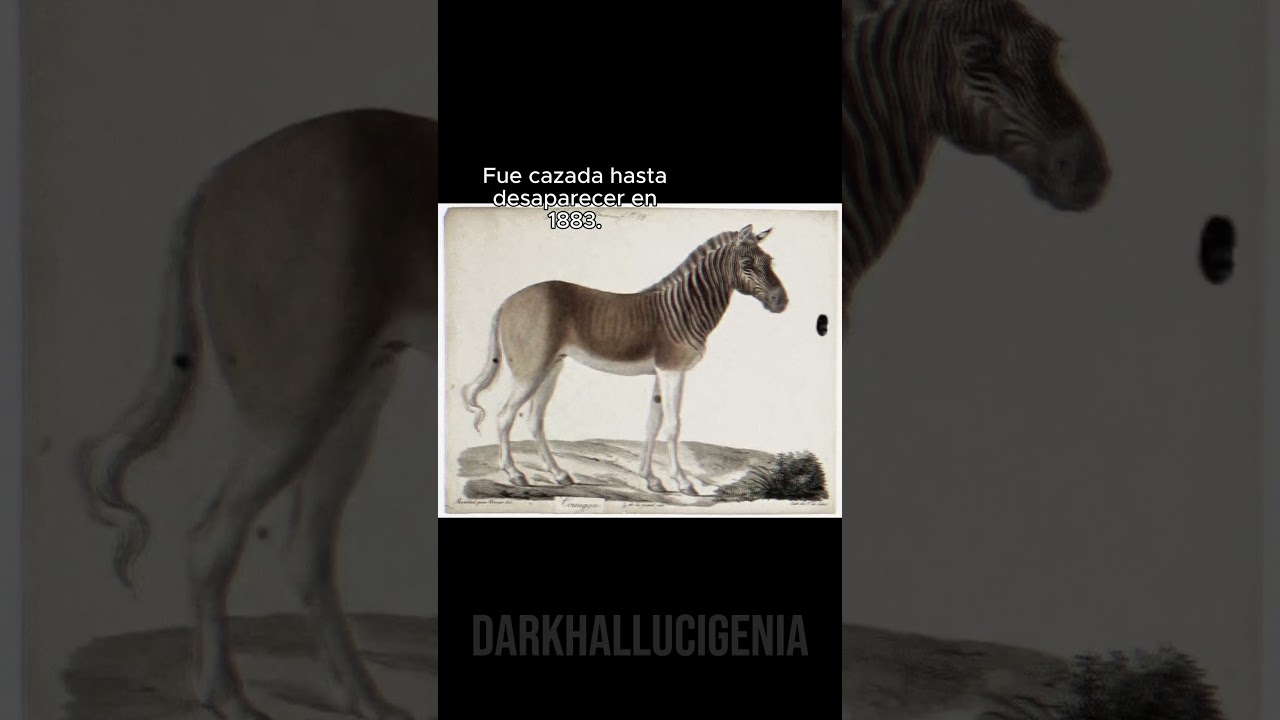 Quagga: el animal extinto que intentan revivir #desextincion