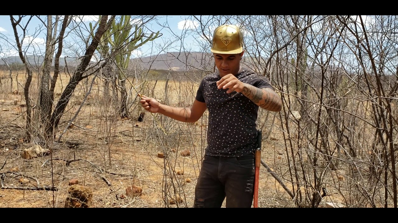 PLANTAS MEDICINAIS DA CAATINGA | FABINHO, O FILHO DO SERTÃO