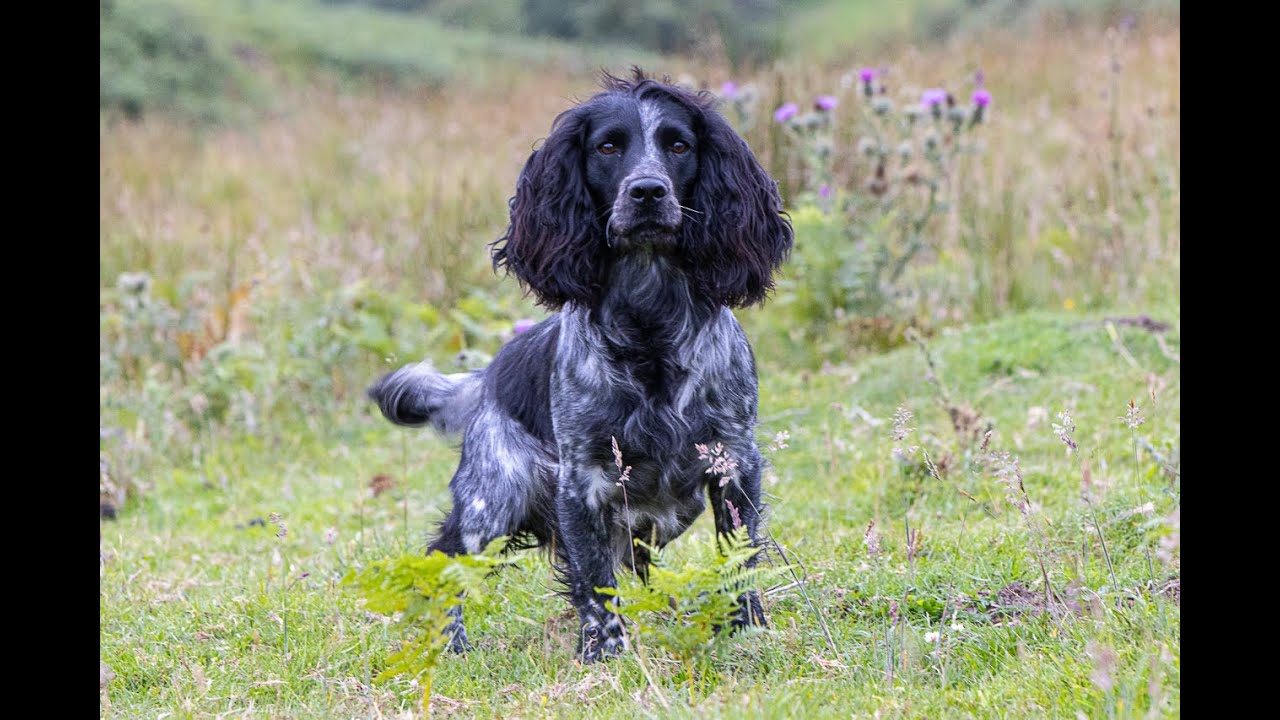 Working Cocker Spaniel At Stud Byrbwll Rocco - &ldquo;Percy&rdquo;