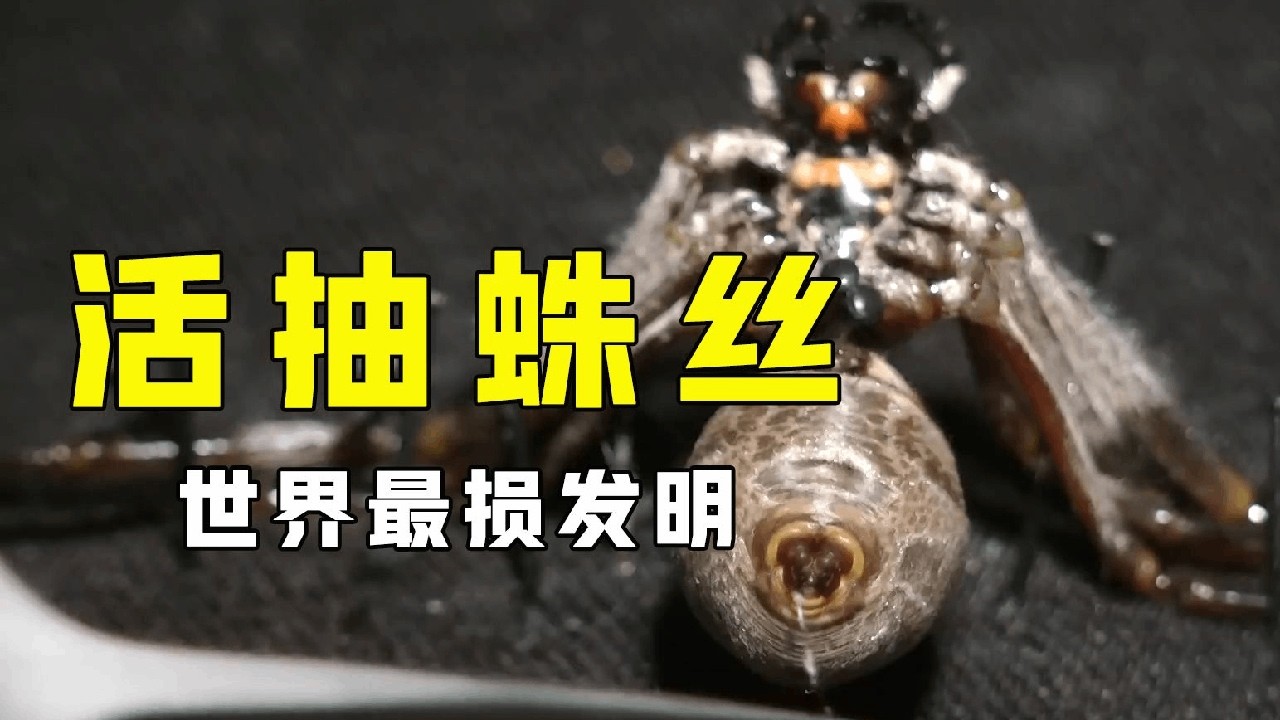 全自动蛛丝采集器，让蜘蛛不断吐丝，体验身体被掏空！ #涨知识 #奇闻趣事 #科普一下 #蜘蛛 #科学高光故事集