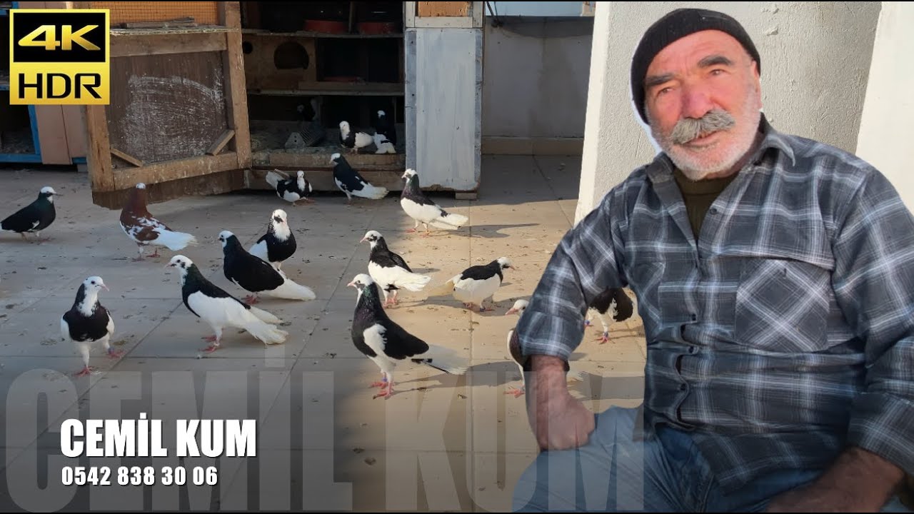 Dönek Güvercin Sohbeti Cemil Kum (Cemo)