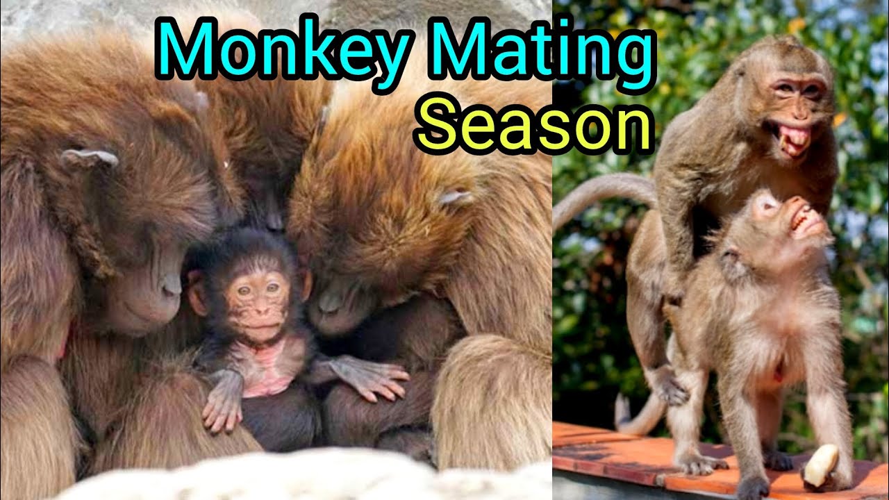 “Monkey Mating Season Explained – Nature’s Secret of Love and Life”