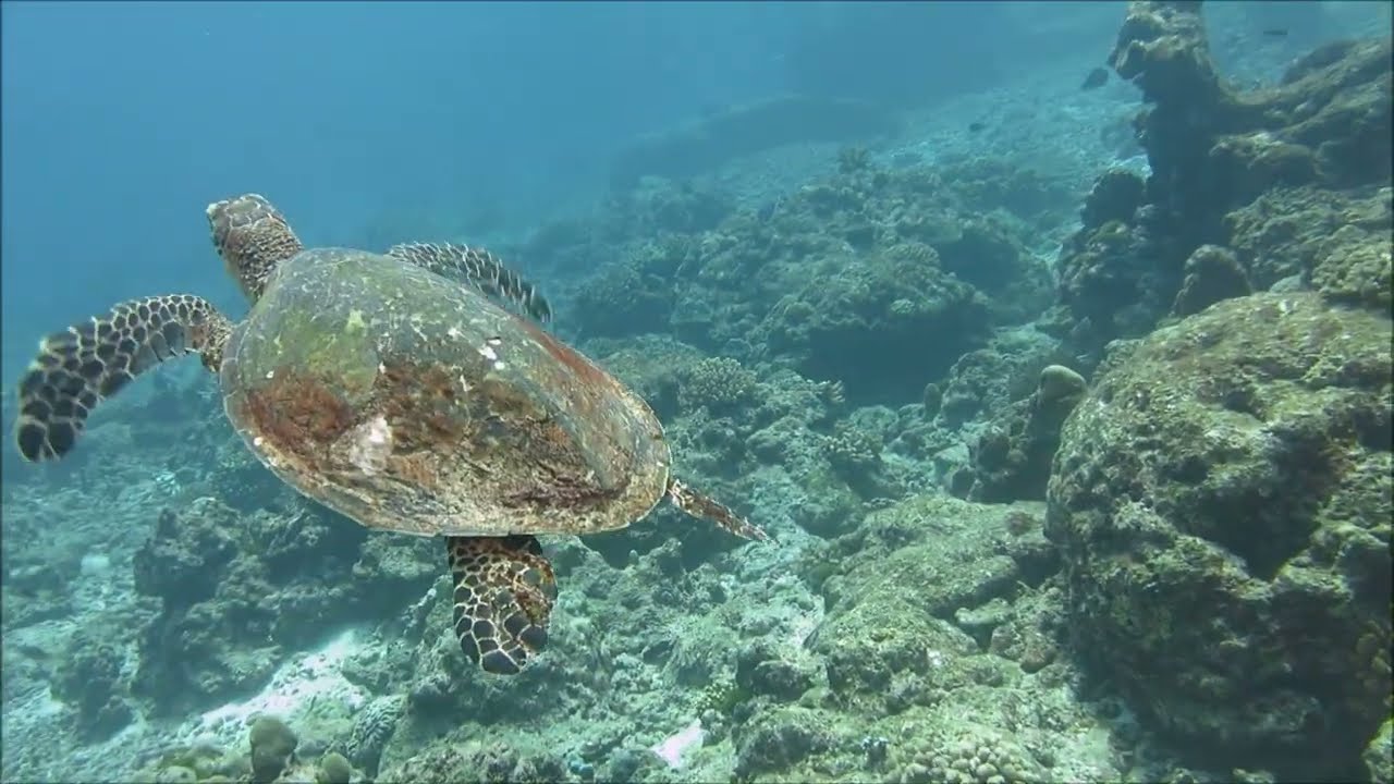 Diving Similan islands of Thailand 2023 - Ranked in the Top100 dive sites of the world
