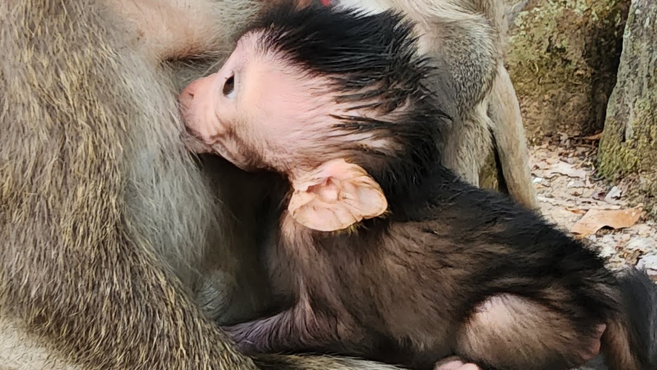 Good evening from Amber troop  Avery show now