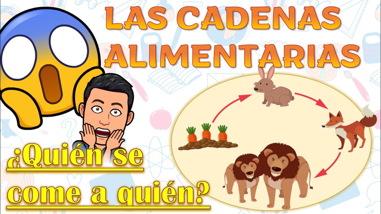 LAS CADENAS ALIMENTARIAS | ¿Quién se come a quién?