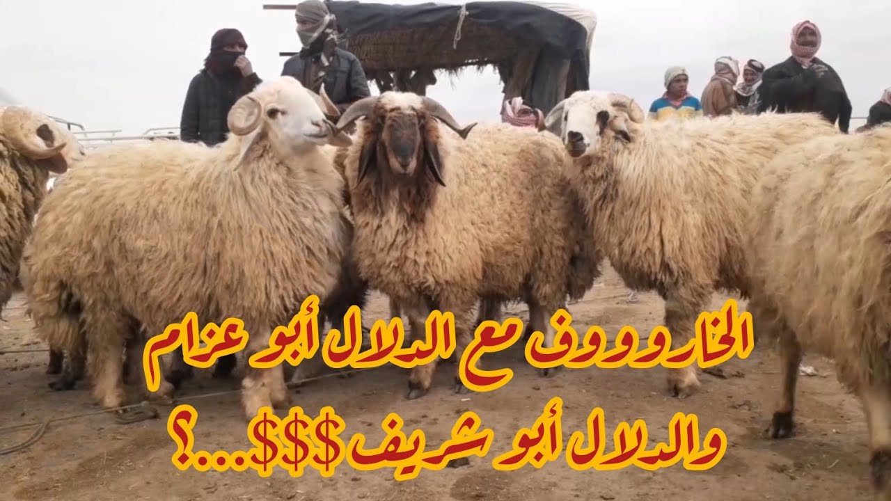 سوق الحدادية اليوم 2026/2/16 ربج الدلال ابو عزام والدلال ابو عبد والدلال الملا وحركة السوق