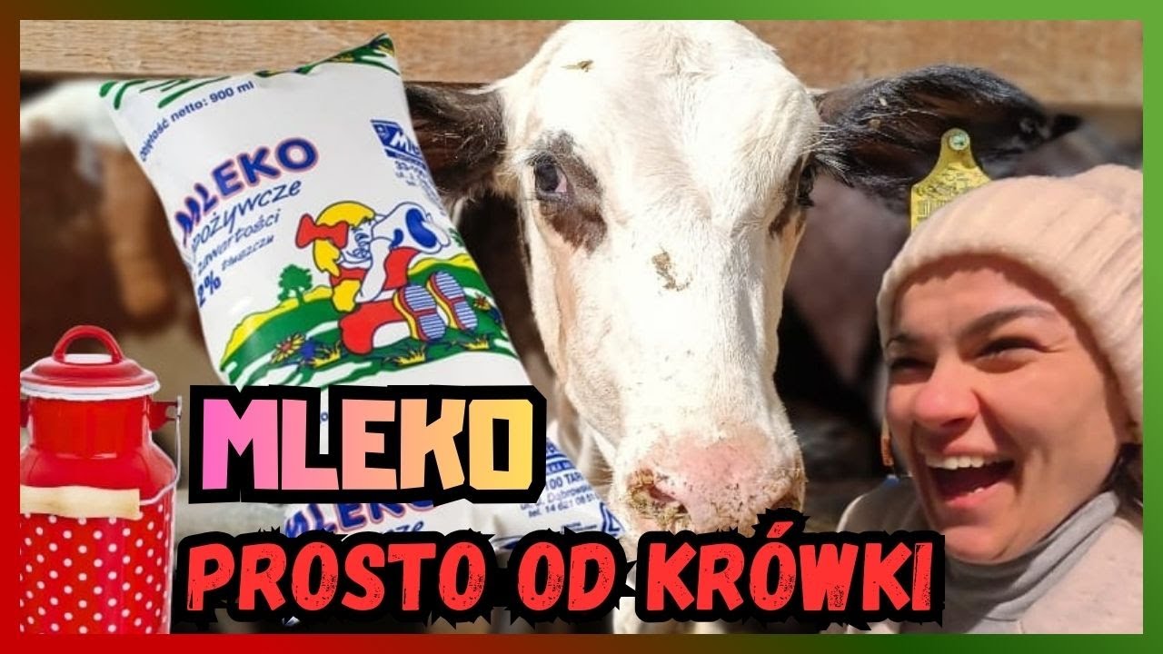 Pojechaliśmy po ŚWIEŻE MLEKO prosto z gospodarstwa! Rodzinny wypad do eko farmy 🐄🥛