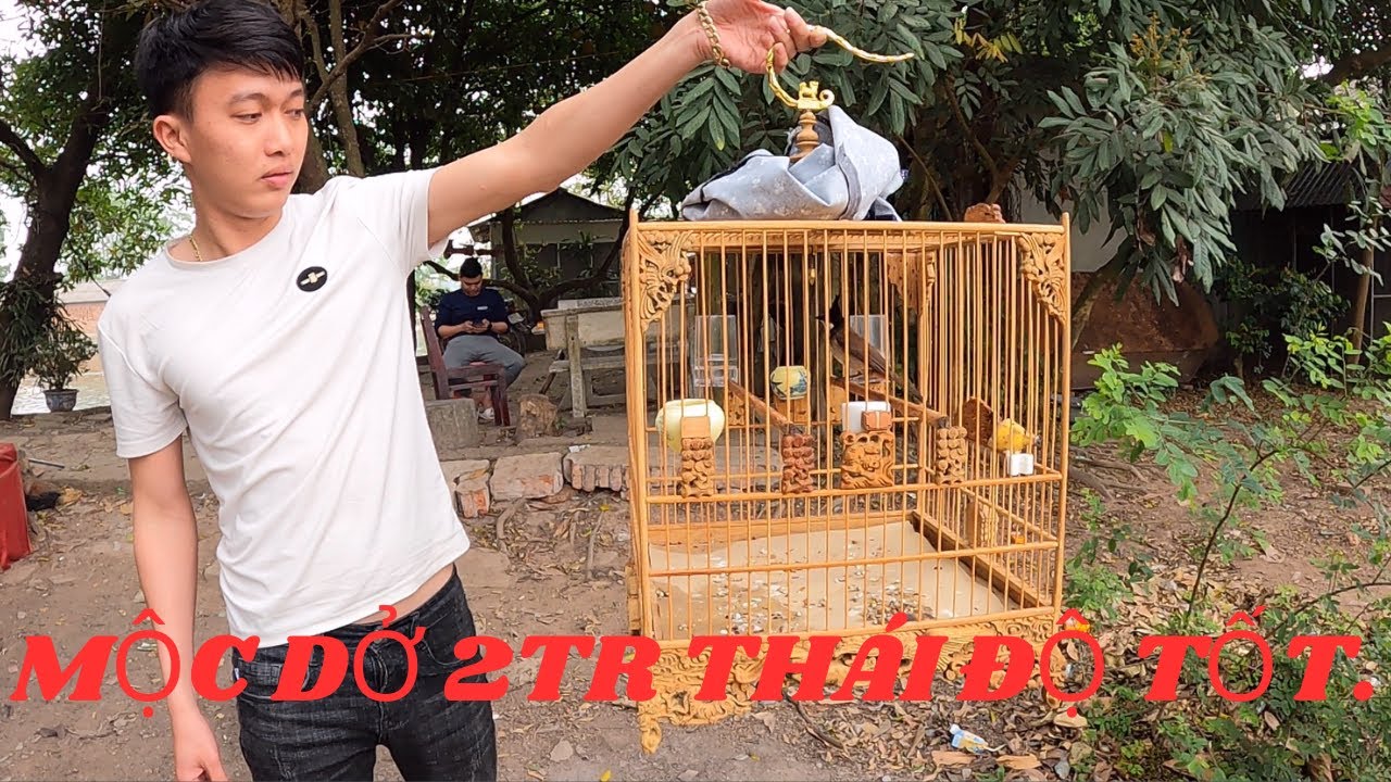 Thử Thái Độ Chim Chào Mào '' Mộc Dở '' Thái Độ Tốt // Có Thể Gột Mồi Hoặc Giàn Cafe.