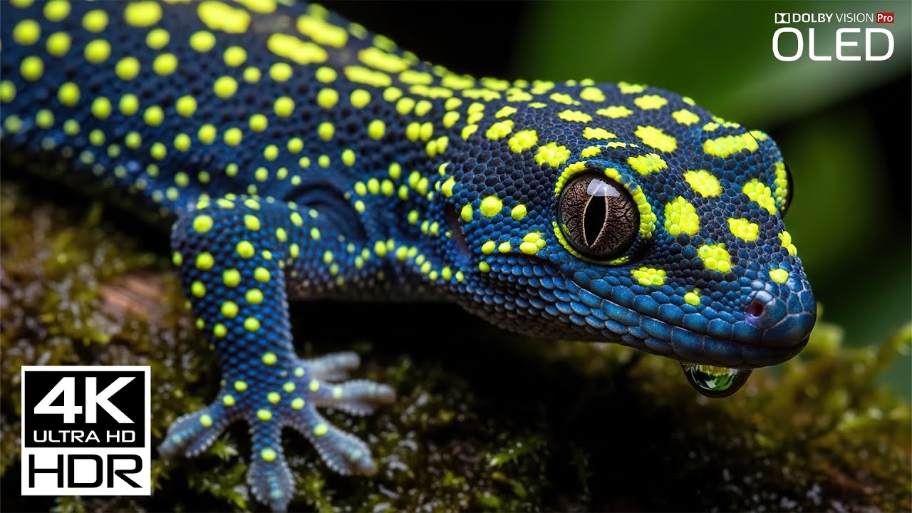 Relax Wildlife 4K Ultra HD – Soothing Animal Footage and Instrumental Music for Stress Relief