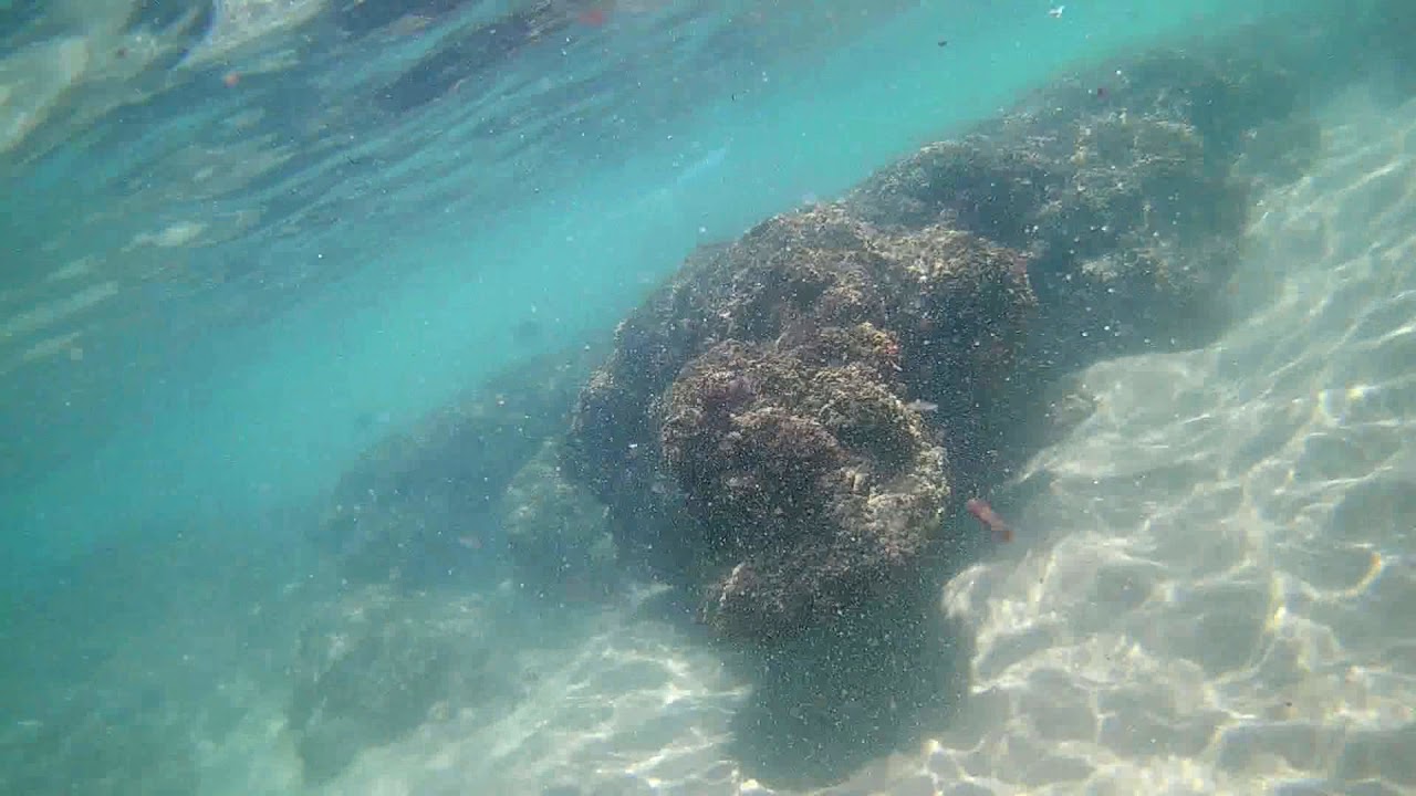 Snorkeling @ Glenmore Beach - Home sweet home!