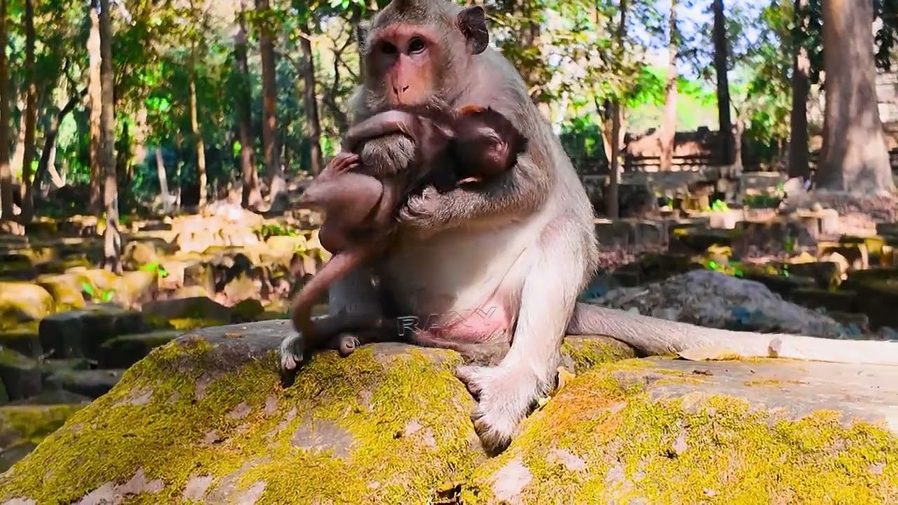 Sweet Baby Hippy Monkey Exploring Angkor 🏯🐒