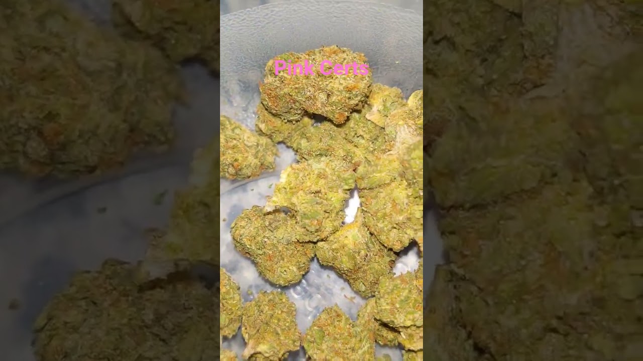 Strain Review Pink Certs (The Menthol Crossed W Grape Gasoline)