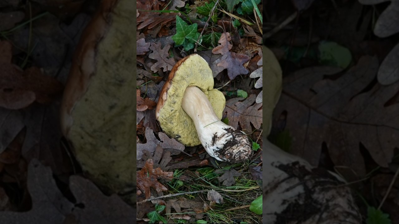 🍄🍂 3 SETAS DE OTOÑO que debes conocer 🍁 Boletus edulis, Amanita muscaria y Amanita Caesarea