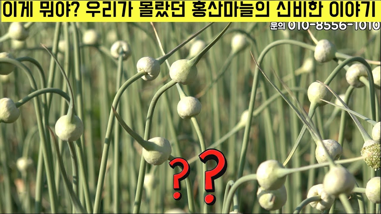 [한국농수산TV]  이게 뭐야?? 우리가 몰랐던 홍산마늘의 신비한 이야기 - 충남 홍성