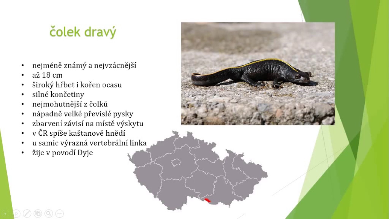 Obojživeln&iacute;ci[7]-čolci
