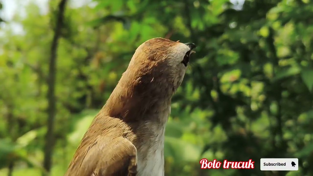 SUARA BURUNG TRUCUKAN GACOR, NGUPLIK, ROPEL, NGGARUDA, bisa buat tarikan burung macet