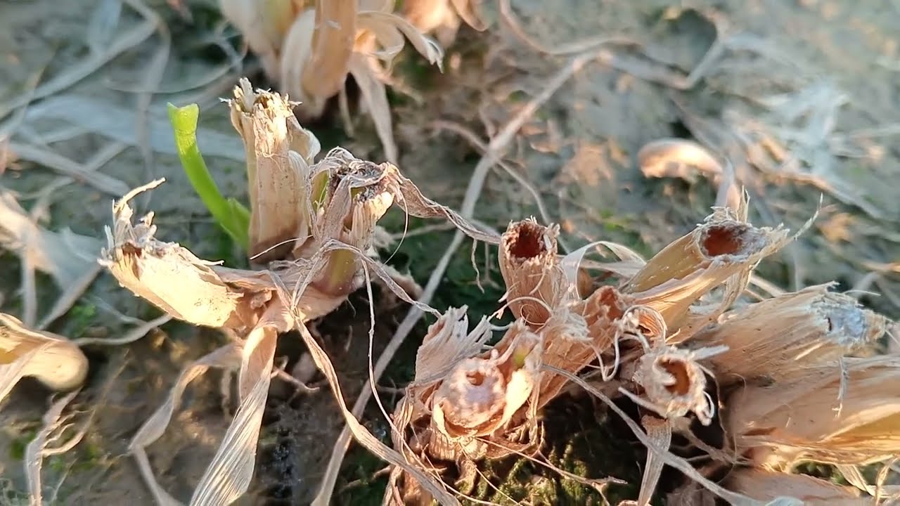 Java ka new poor ready nahi January 9, 2026 ful video @DhoolProduction 