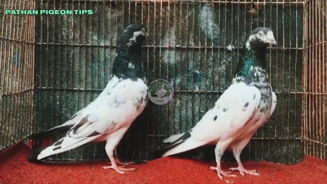 Teddy Kabutar ki video❤️ #pigeon #kabutarpakda #teddykabutar #viralvideo