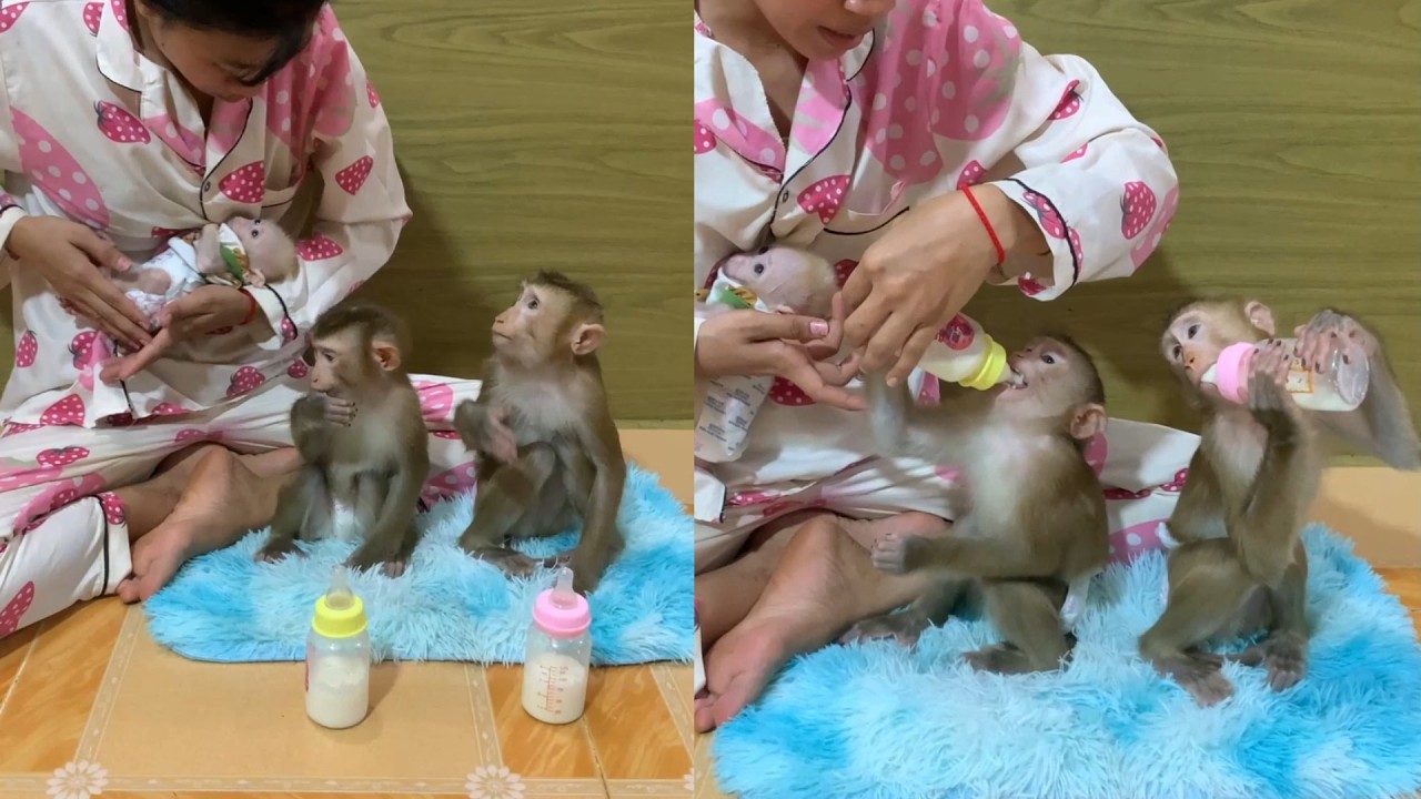 Adorable Baby Monkeys Drinking Milk 🍼🐒 | Cutest Feeding Time Ever!