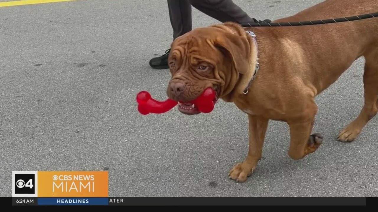 South Florida animal lover creates SGT Canines to take in dogs, place them into foster homes