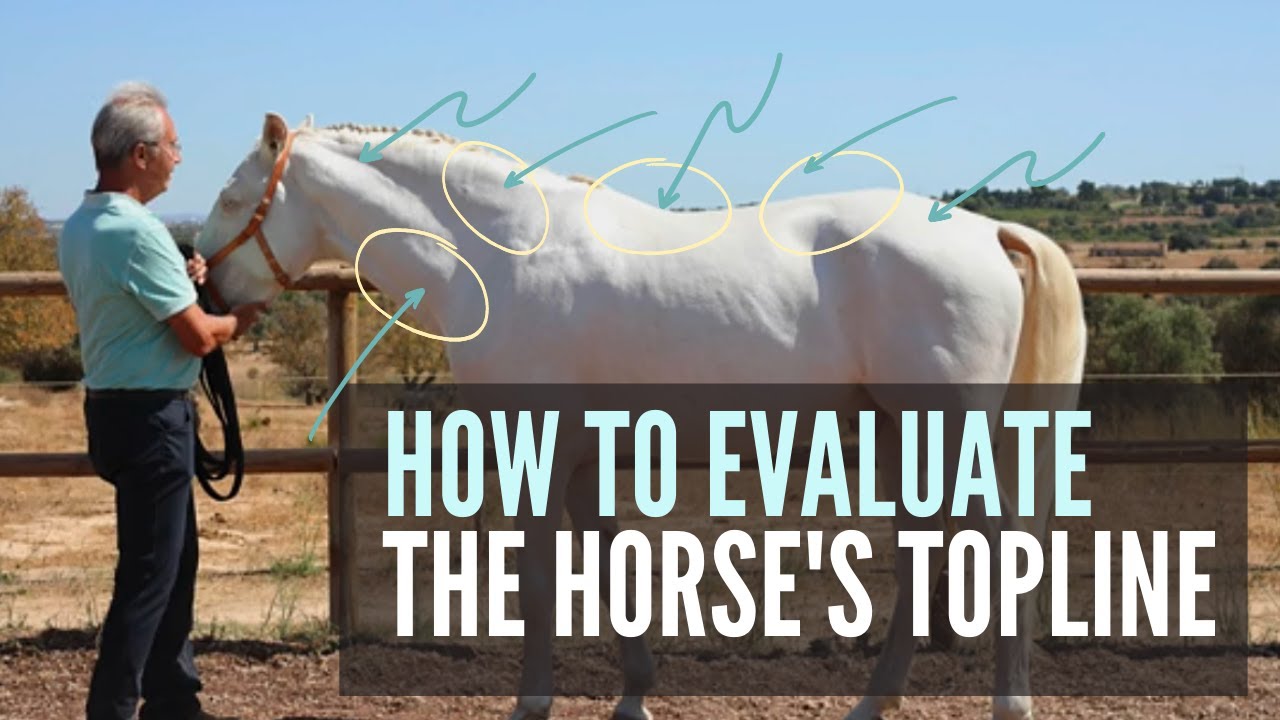 What you can learn from your horse's topline musculature