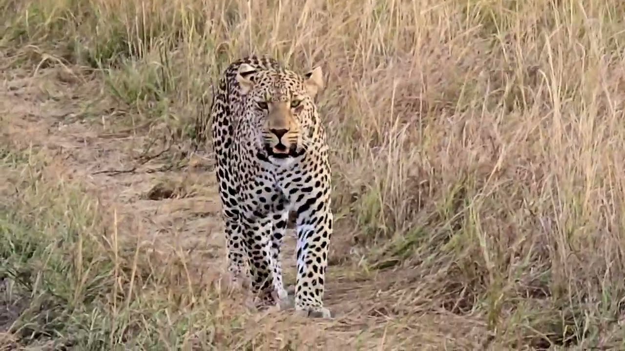 Elusive Leopard: 4K Ultra HD Encounter in Kenya's Maasai Mara