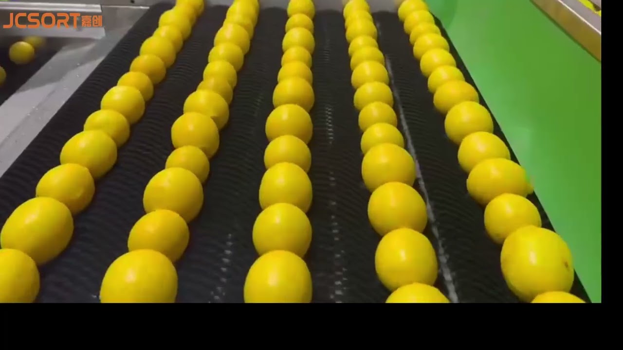 Lemon washing drying waxing sorting line, lemon waxing machine, lemon sorting machine, citrus waxing