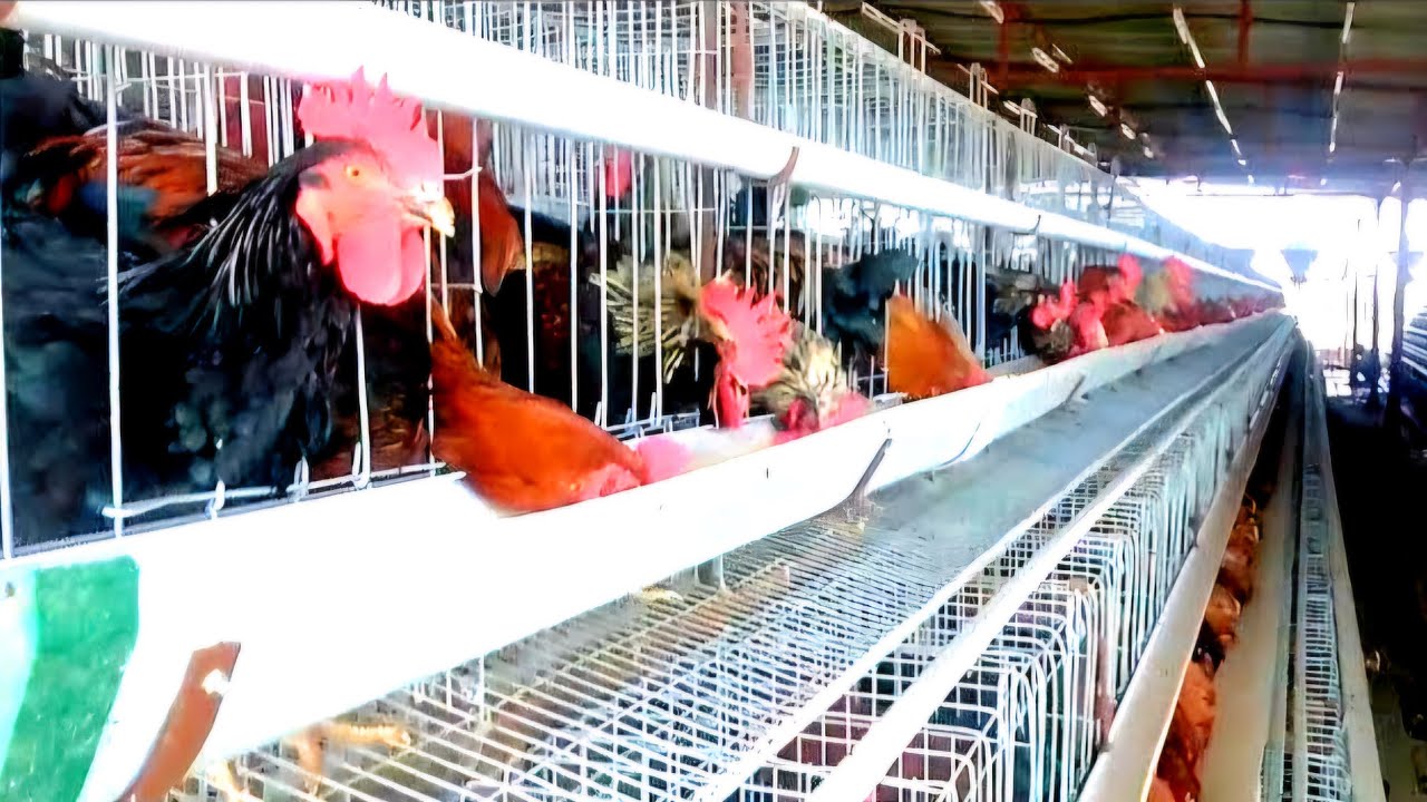 5000 Desi Layer Poultry Farming