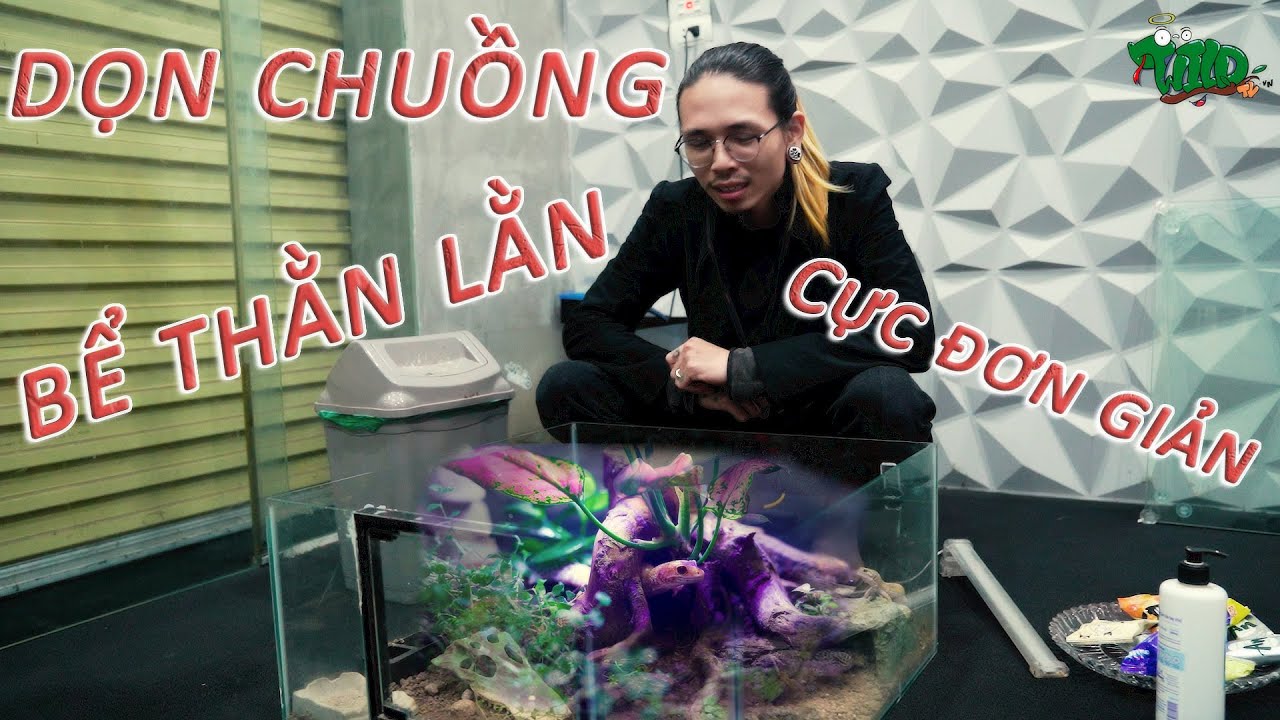 Dọn chuồng cho bể THẰN LẰN DA BÁO kiêm bàn uống nước như thế nào | WILDVN TV