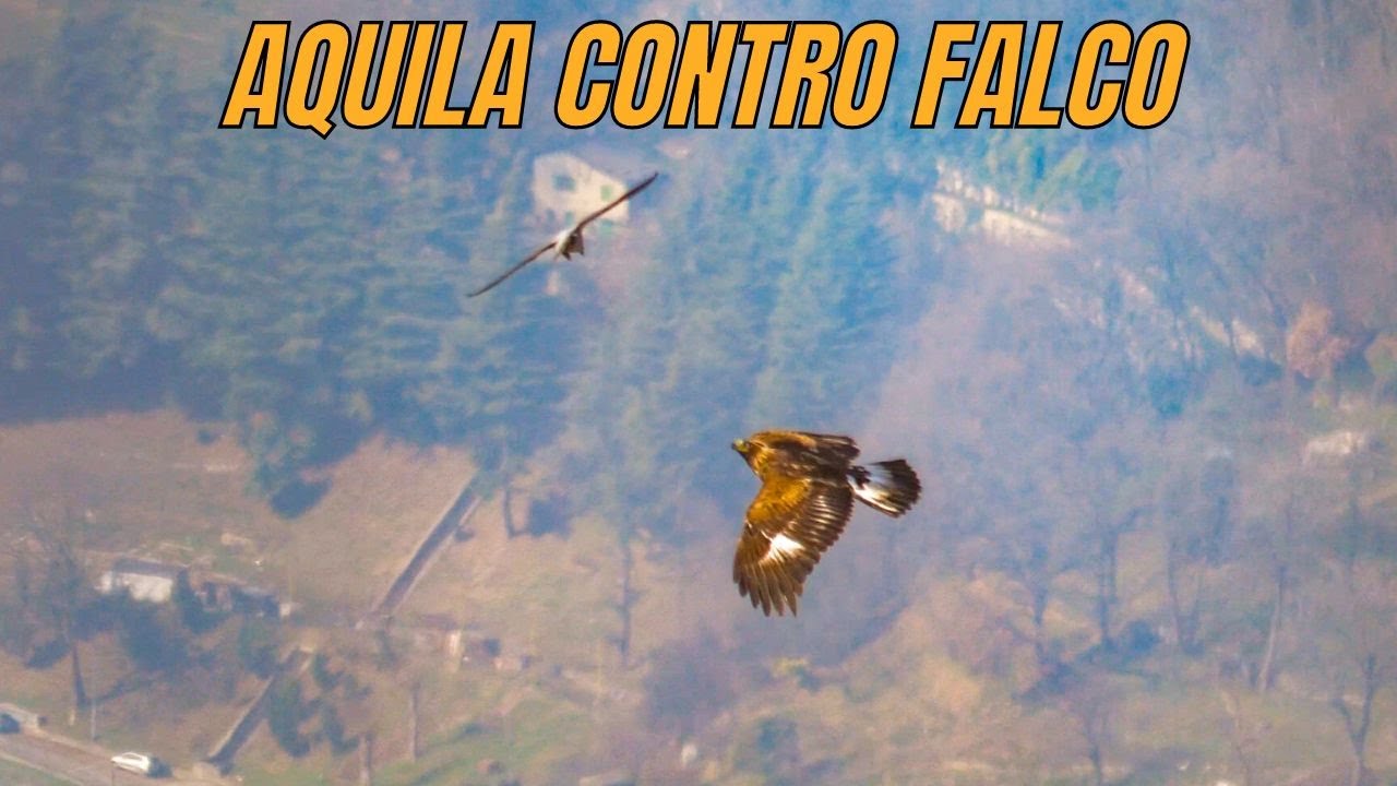 FALCO PELLEGRINO VS AQUILA REALE🦅