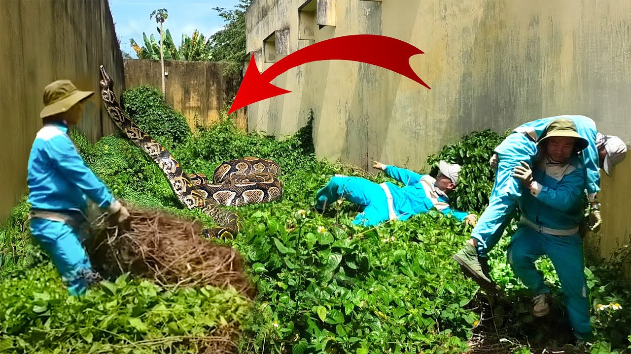 Dangerous Cleanup: Python Guards Abandoned House – Can We Survive This Deadly Encounter?