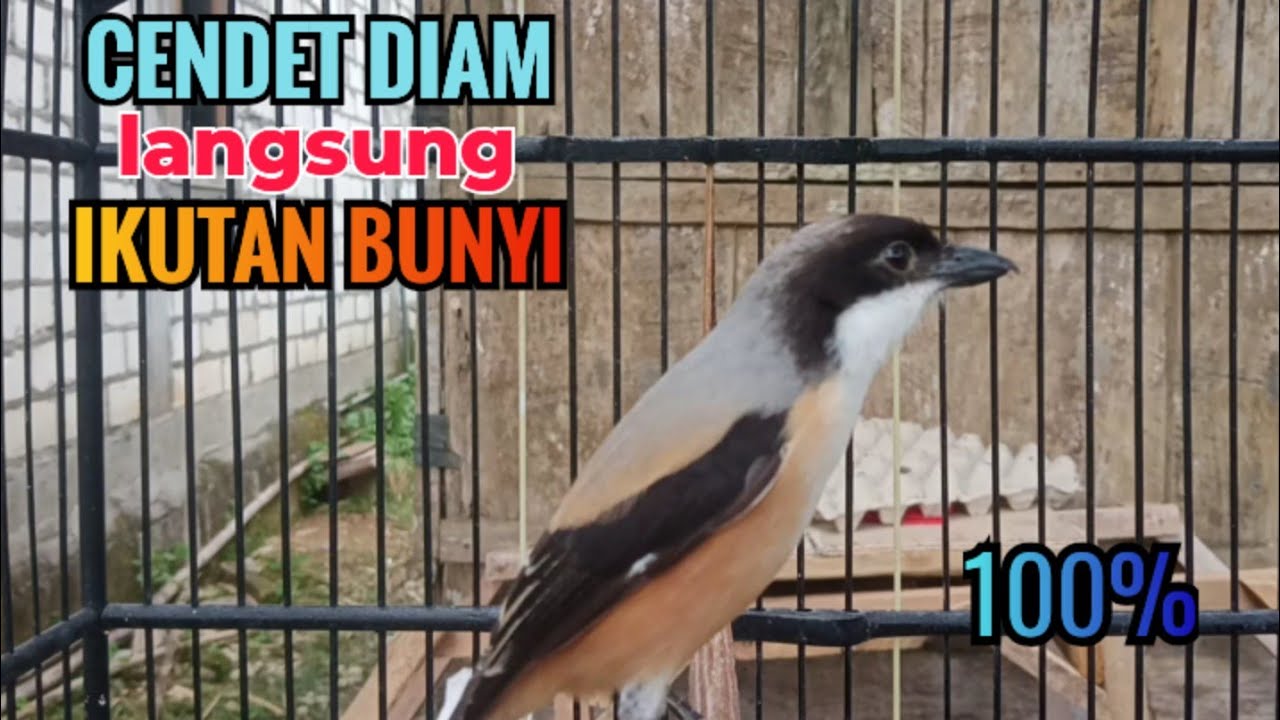 suara cendet gacor pagi siang sore Toet Toet Bikin Cendet Manapun Nyaut dg sekali Dengar