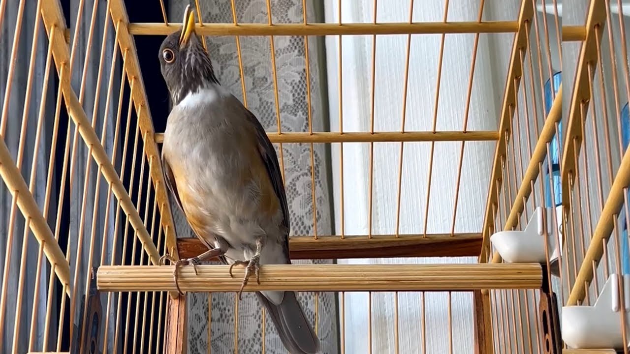 Sabiá coleira Harmonia 10 horas sem parar para treinar machos!