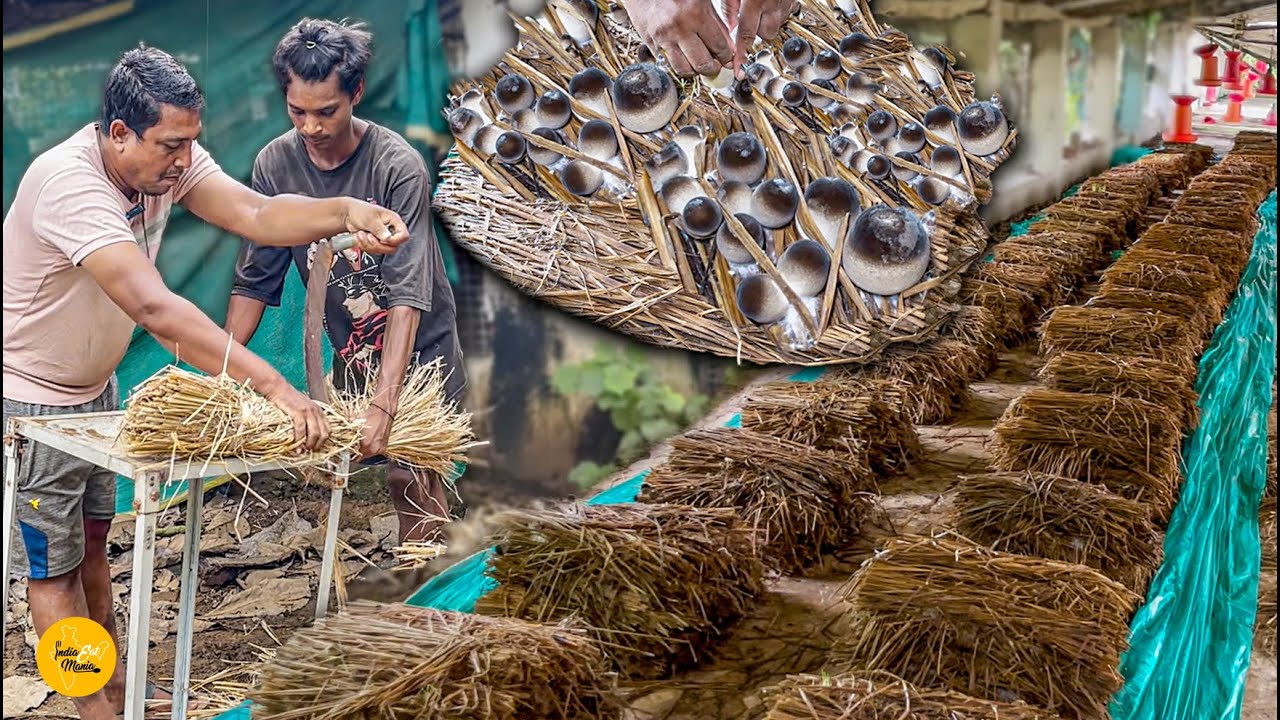 Biggest Organic Mushroom Farming In Odisha l Bhubaneswar Street Food