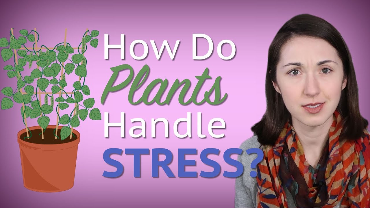 How do Plants Handle Stress? | 