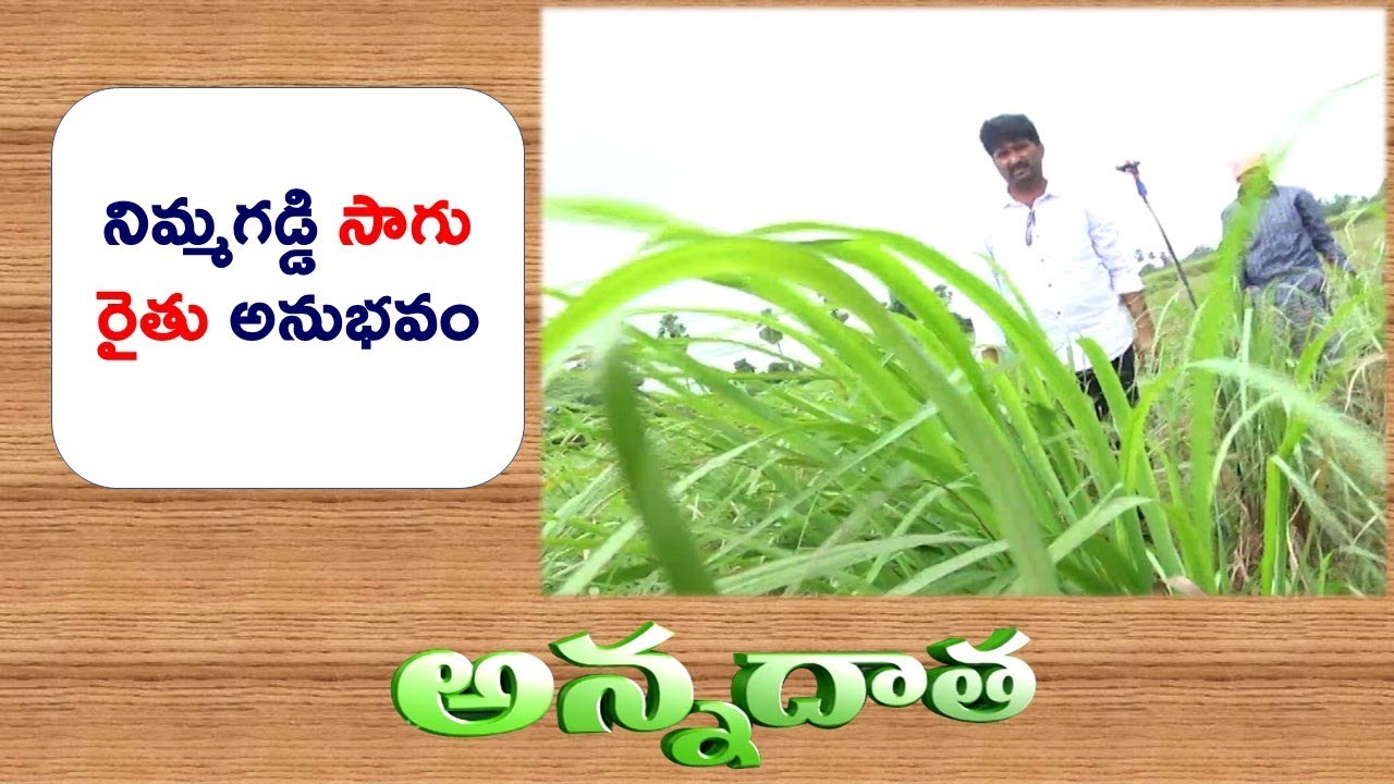 Profitable Citronella (నిమ్మగడ్డి) | Cultivation by West Godavari Farmer || EtvAnnadata