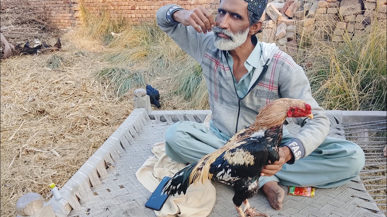 My home Bird  Kasai