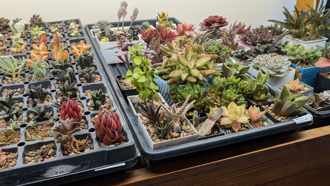 Come water with me! Ask questions and see the updated Cheerful Plants app