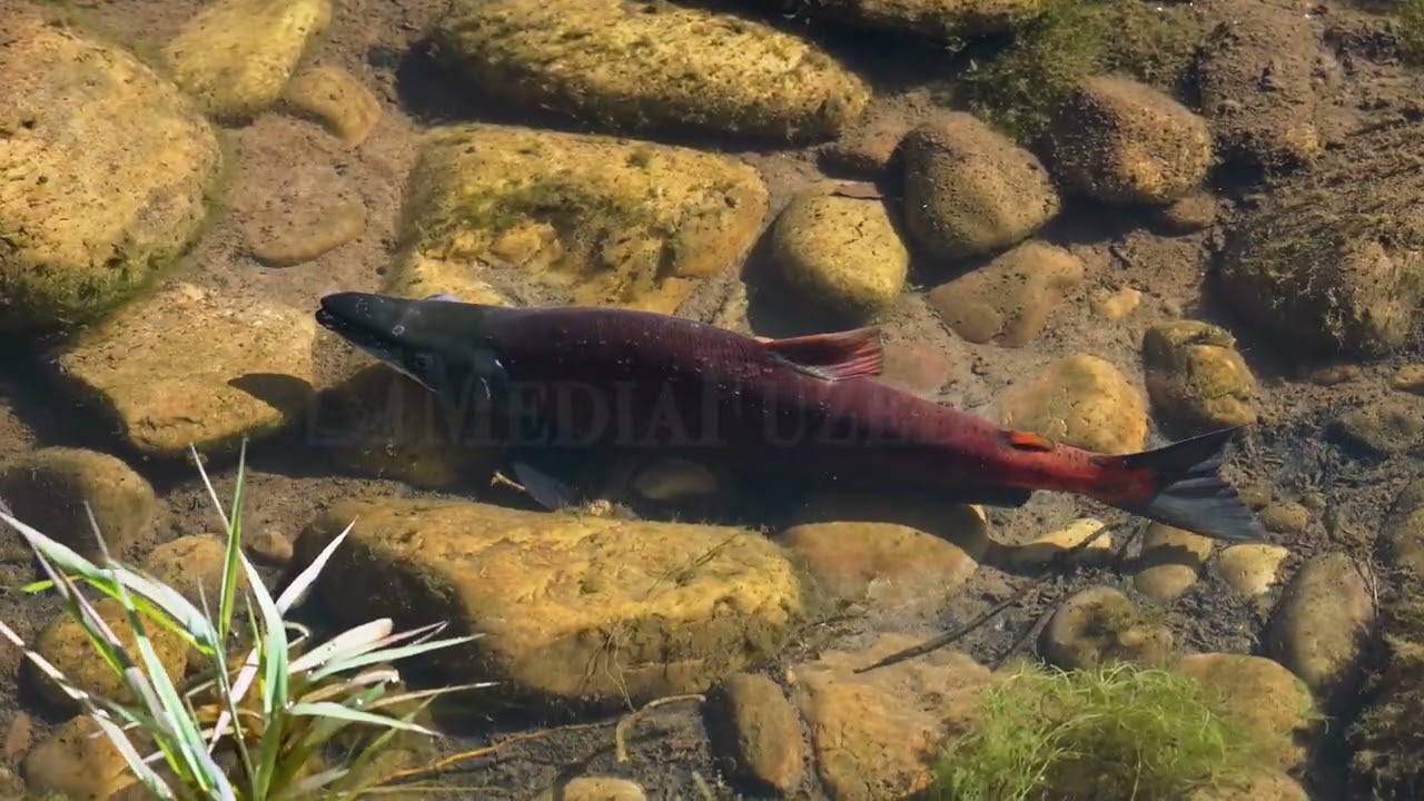 Stock Video - Kokanee Salmon in the shallows of the Provo River