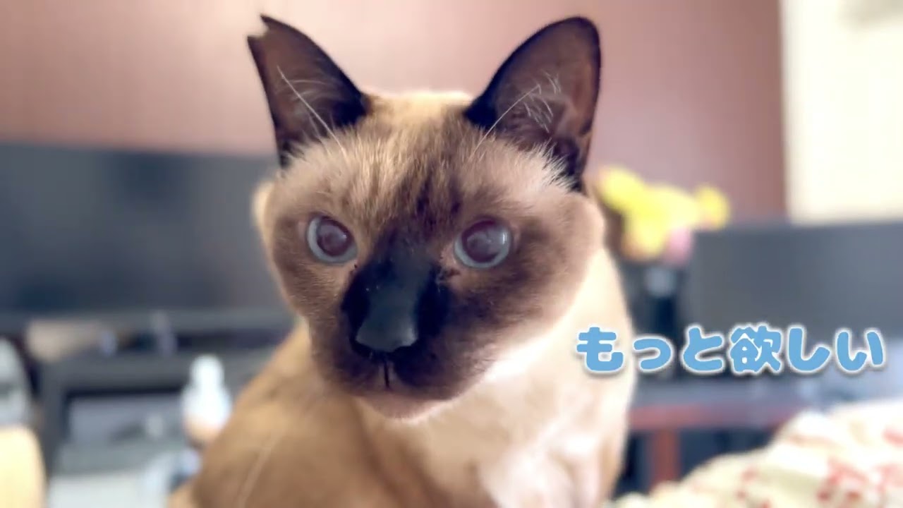 保護猫＆北欧猫に貴重な「まぐろぶし」をごちそう【シャム猫/シャムミックス＆ノルウェージャンフォレストキャット】#cat #japanesecat