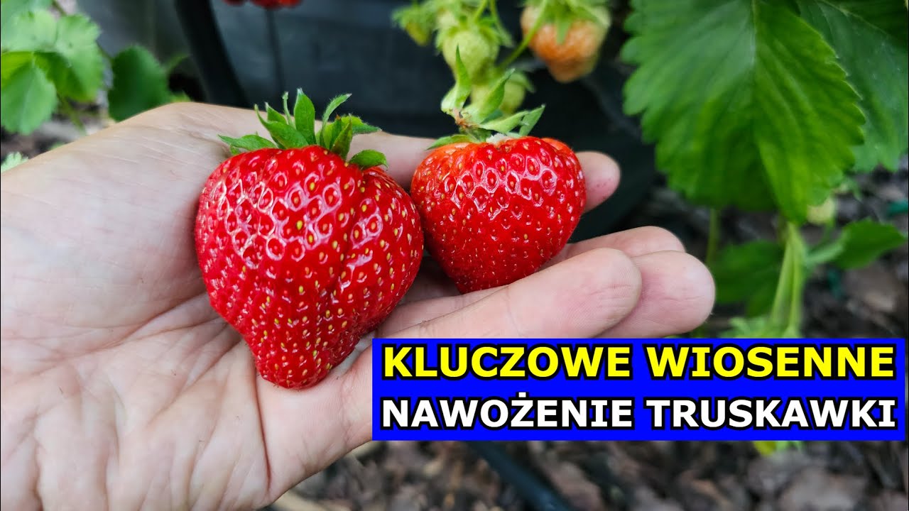 Kluczowe Nawożenie Truskawek Wiosenne - Jak i kiedy nawozić Truskawkę. Uprawa Truskawki Wiosną.